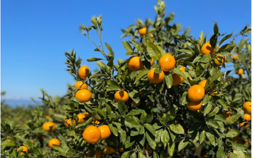 ＼選べる配送月／ （訳あり）温州みかん 5kg 【11月出荷 or 12月出荷】/ みかん ミカン 和歌山県 柑橘  甘い 蜜柑 フルーツ 果物 くだもの 食品  産地直送 由良町 ご家庭用 温州 温州ミカン 【kwgc003-cho】