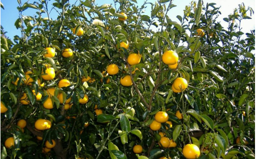 和歌山由良町産 さつきはっさく 5kg 秀品 サイズおまかせ (Lまたは2Lいずれかお届け) ※2027年3月下旬から4月下旬に順次発送【sml022-satu-r-5】