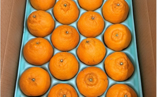 åæå±±çç£ äžç¥ç« 4kg ïŒ15çïœ20çå
¥ãïŒ / äžç¥ç« ææ© æç© åæå±± â»2027幎2æäžæ¬ïœ4æäžæ¬é ã«é 次çºéäºå® â»åæµ·éã»æ²çžã»é¢å³¶é
éäžå¯ ã eiw010-r-4ã