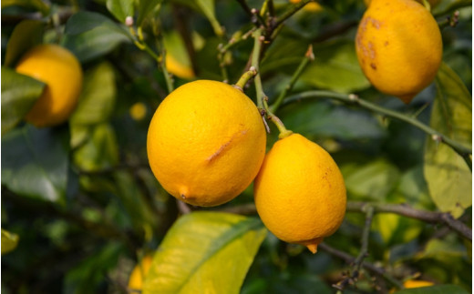 和歌山県産レモン果汁（ストレート・果汁100%）180ml×3本 ※2026年4月下旬～2027年3月中旬頃順次発送 【uttn011】