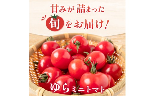 【先行予約】 和歌山県由良町産 ゆらミニトマト 2kg×1箱※2025年10月中旬頃から順次発送予定(お届け日指定不可) / トマト ハウス栽培 とまと 野菜 産地直送 新鮮 由良町 和歌山【ktym011】