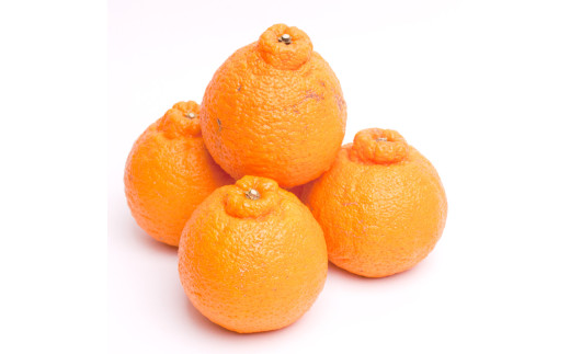 不知火 厳選 1kg+250g（痛み補償分） / みかん しらぬい 光センサー 選別 デコポン 柑橘 晩柑 和歌山 甘い 8000円 / ※2027年2月上旬～4月上旬ごろに順次発送予定 ※北海道・沖縄・離島への配送不可 【ikd010-p-1C】