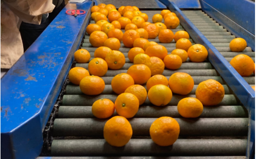 ＼選べる配送月／ （訳あり）温州みかん 5kg 【11月出荷 or 12月出荷】/ みかん ミカン 和歌山県 柑橘  甘い 蜜柑 フルーツ 果物 くだもの 食品  産地直送 由良町 ご家庭用 温州 温州ミカン 【kwgc003-cho】