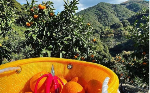 秀品 温州みかん 5kg / みかん ミカン 和歌山県 柑橘  甘い 蜜柑 フルーツ 果物 くだもの 食品  産地直送 由良町  温州 みかん ※ 2026年11月中旬～1月上旬頃に順次発送予定【myvi004-p-5】