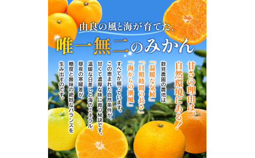 家庭用 清見オレンジ 8kg / 清見 みかん 晩柑 柑橘  蜜柑 果物 食品 人気 送料無料 産地直送 和歌山県 由良町  ※2月下旬～3月下旬頃に順次発送予定【kzmn011-c-8】