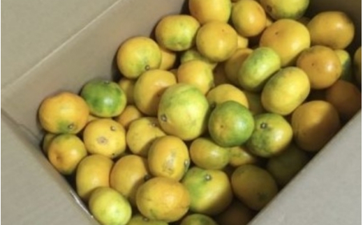 由良 早生 みかん (サイズおまかせ) 10kg ※2026年11月上旬～12月上旬に順次発送予定※北海道・沖縄・離島配送不可 / 温州みかん 甘い 柑橘 果物 和歌山 【eiw003-r-10】