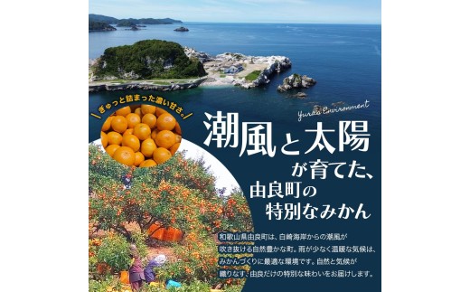 薄皮で濃い甘さ！完熟由良みかん【秀】5kg×1箱（混サイズ）和歌山県由良産※2026年11月下旬頃から12月下旬頃に順次発送予定 / 柑橘 ミカン 蜜柑 甘い 由良町 フルーツ 果物 くだもの 食品 人気 おすすめ 産地直送 由良町【ktym004-p-5】