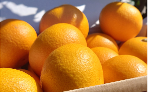 さつき 八朔 10kg / はっさく ハッサク 柑橘 由良町 果物 フルーツ くだもの 産地直送 和歌山 ※2027年3月中旬から4月下旬に順次発送【 ism022-p-10】