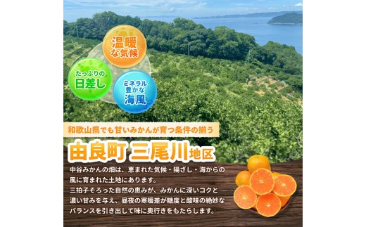 温州みかん 7.5kg 2S～2Lサイズ混合 11月発送 / 温州 ミカン 農家直送　完熟 密柑 くだもの  果実  柑橘 果物 フルーツ 和歌山県 由良町 人気 おすすめ 産地直送 ※2026年11月中旬頃～11月下旬頃に順次発送予定【nktn004-r-7d5-nov】