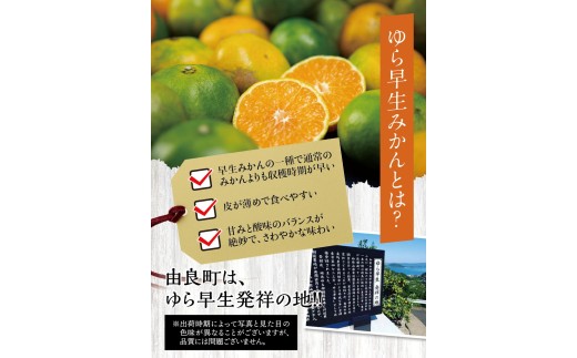 ゆら早生みかん10kg ※2026年10月上旬頃～10月下旬頃に順次発送予定(お届け日指定不可) /  極早生 早生 由良町 和歌山県 柑橘 密柑 完熟 甘い ミカン 光センサー 柑橘 果実 くだもの フルーツ ブ   先行予約【jahd003-r-10】