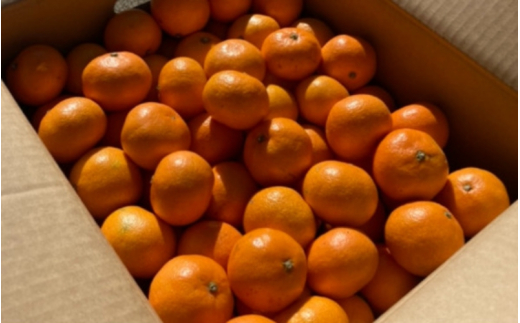 温州みかん 5kg (サイズおまかせ) ※2026年12月中旬～2027年1月下旬に順次発送予定 ※北海道・沖縄・離島配送不可 / ミカン 蜜柑 フルーツ 果物 柑橘 果実 由良町 国産 産地直送 和歌山県【eiw004-r-5】