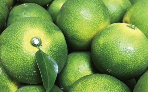 【先行予約】 初秋の美味 農家直送 特選 ! 青切り 有田みかん 10kg＋200g(痛み補償分) ※2026年9月中旬～10月上旬に順次発送　【ard001-p-10B】