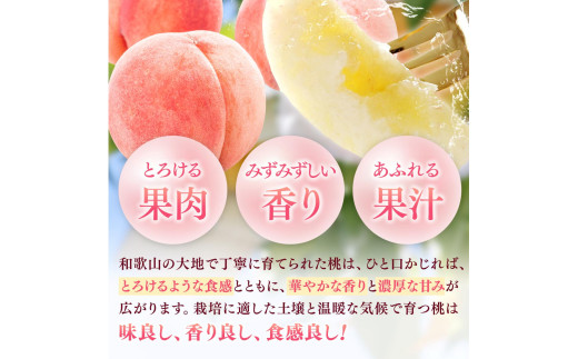 和歌山県産の 桃 11～15個(4kg) / もも モモ フルーツ 果物  厳選 甘い ※2026年7月上旬～8月上旬発送 ※北海道・沖縄・離島配送不可  【eiw501-momo-4】