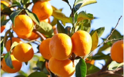 温州みかん 5kg (サイズおまかせ) ※2026年12月中旬～2027年1月下旬に順次発送予定 ※北海道・沖縄・離島配送不可 / ミカン 蜜柑 フルーツ 果物 柑橘 果実 由良町 国産 産地直送 和歌山県【eiw004-r-5】