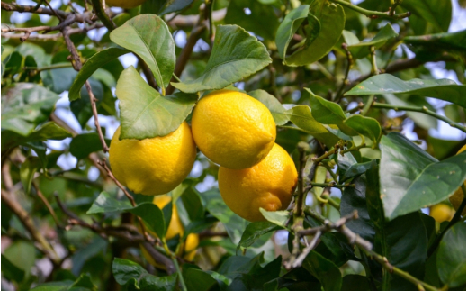 和歌山県産レモン果汁（ストレート・果汁100%）180ml×6本 ※2026年4月下旬～2027年3月中旬順次発送 【uttn009】