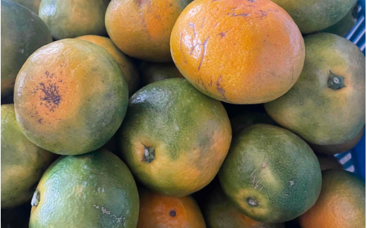 ＼訳あり／ ゆら早生みかん 5kg / みかん ミカン 和歌山県 柑橘 早生 甘い 蜜柑 フルーツ 果物 くだもの 食品  産地直送 由良町 ご家庭用 ゆら早生 早生みかん 【2026年10月上旬～10月下旬頃に順次発送予定】【myvi003-ｃ-5】