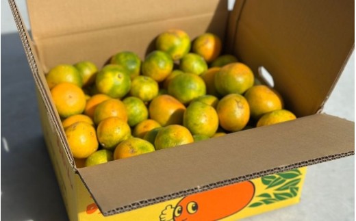 ＼訳あり／ ゆら早生みかん 5kg / みかん ミカン 和歌山県 柑橘 早生 甘い 蜜柑 フルーツ 果物 くだもの 食品  産地直送 由良町 ご家庭用 ゆら早生 早生みかん ※2026年10月上旬～10月下旬頃に順次発送予定【kwgc003-c-5】