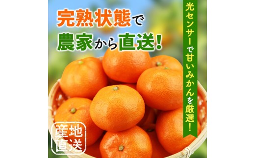 鹿蔵 プレミアム 有田 みかん 2.5kg+250g（傷み補償分）(完熟) / 温州みかん 有田みかん 光センサー 選別 甘い 和歌山 柑橘 ※2026年10月上旬～11月中旬頃に順次発送予定 ※北海道・沖縄・離島への配送不可 【ikd004-prem-2d5A】