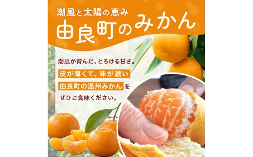 訳あり 温州みかん 10kg (サイズおまかせ) ※2026年12月中旬～2027年1月下旬に順次発送予定 ※北海道・沖縄・離島配送不可 / ミカン 蜜柑 フルーツ 果物 柑橘 果実 由良町 家庭用 国産 産地直送 和歌山県【eiw004-c-10】