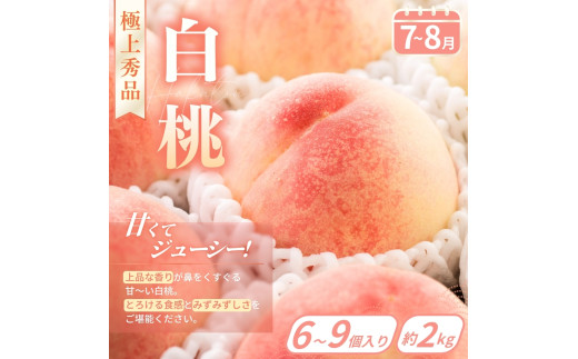 【定期便4回】旬の フルーツ定期便 / はれひめ みかん いちご まりひめ 桃 秀品 柿 種無し フルーツ 定期便 ふるーつ定期便 フルーツ 詰め合わせ 果物定期便 春フルーツ 夏フルーツ 秋フルーツ 冬フルーツ 産地直送 ※離島への配送不可【kgr530-4】