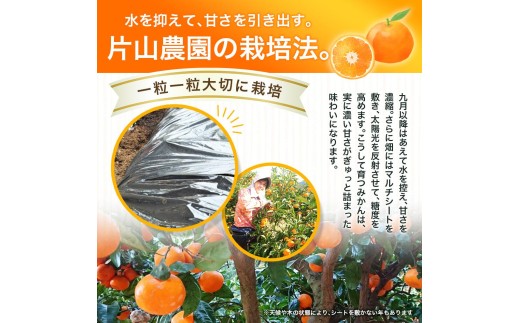薄皮で濃い甘さ！完熟由良みかん【秀】5kg×1箱（混サイズ）和歌山県由良産※2026年11月下旬頃から12月下旬頃に順次発送予定 / 柑橘 ミカン 蜜柑 甘い 由良町 フルーツ 果物 くだもの 食品 人気 おすすめ 産地直送 由良町【ktym004-p-5】
