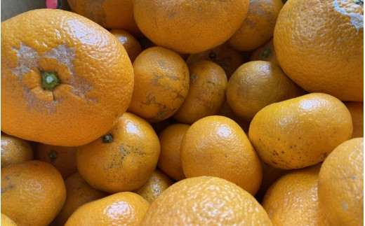 訳あり 温州みかん 3kg (サイズおまかせ) ※2026年12月中旬～2027年1月下旬に順次発送予定 ※北海道・沖縄・離島配送不可 / ミカン 蜜柑 フルーツ 果物 柑橘 果実 由良町 家庭用 国産 産地直送 和歌山県【eiw004-c-3】