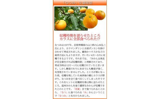 初夏の みかん なつみ 3kg / 柑橘 甘い 果物 和歌山 ※2027年4月中旬頃〜4月下旬頃発送予定 【uot753A】