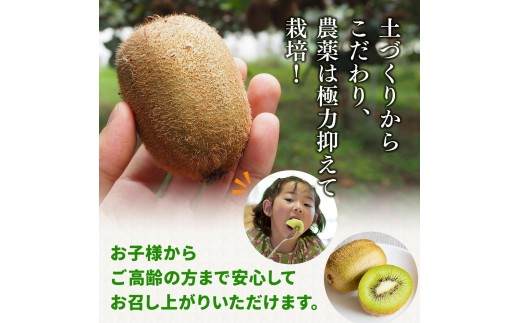 家庭用 キウイ フルーツ 5kg+250g（傷み補償分） / キウイフルーツ 訳あり 和歌山 ※2026年11月中旬～2027年4月下旬に順次発送 ※北海道・沖縄・離島への配送不可 【ikd505-c-5C】