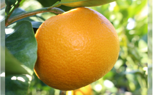 さつき 八朔 10kg / はっさく ハッサク 柑橘 由良町 果物 フルーツ くだもの 産地直送 和歌山 ※2027年3月中旬から4月下旬に順次発送【 ism022-p-10】