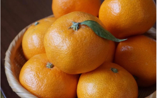 ＼選べる配送月／ （訳あり）温州みかん 5kg 【11月出荷 or 12月出荷】/ みかん ミカン 和歌山県 柑橘  甘い 蜜柑 フルーツ 果物 くだもの 食品  産地直送 由良町 ご家庭用 温州 温州ミカン 【kwgc003-cho】