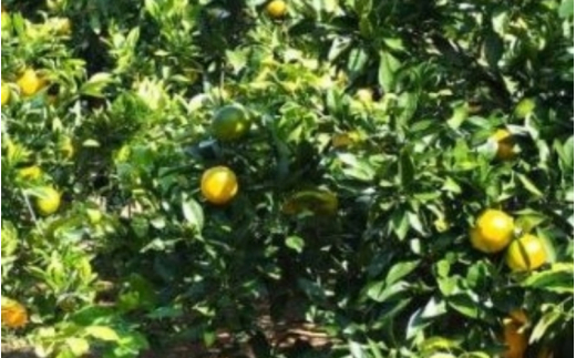 由良 早生 みかん (サイズおまかせ) 10kg ※2026年11月上旬～12月上旬に順次発送予定※北海道・沖縄・離島配送不可 / 温州みかん 甘い 柑橘 果物 和歌山 【eiw003-r-10】