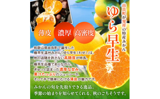 ゆら早生 みかん 5kg / 和歌山県 柑橘 みかん 甘い 蜜柑 フルーツ 果物 くだもの 食品 人気  晩柑 おすすめ 送料無料 産地直送 由良町 ※2026年10月上旬頃～10月下旬頃に順次発送予定【kzmn003-r-5】