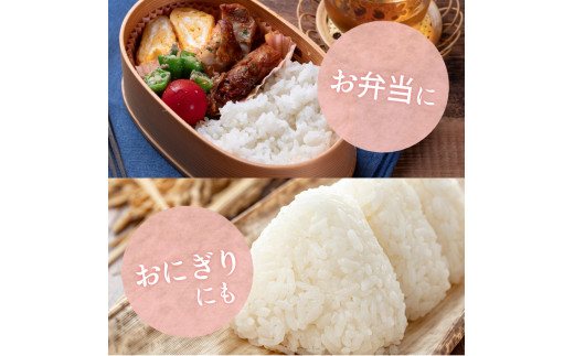 和歌山県産 キヌヒカリ 5kg（2025年産） / お米 きぬひかり 白米 由良町 令和7年 人気 おすすめ ※2025年9月中旬より順次発送予定【sml400-kinu-5D】