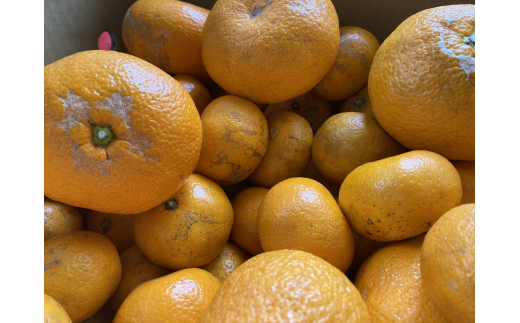 ＼訳あり／ 温州みかん 10kg / みかん ミカン 和歌山県 柑橘 早生 甘い 蜜柑 フルーツ 果物 くだもの 食品  産地直送 由良町 ご家庭用 温州 訳ありみかん ※2026年11月中旬～1月上旬頃に順次発送予定【myvi004-c-10】