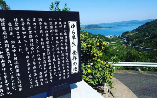 ＼訳あり／ ゆら早生みかん 5kg / みかん ミカン 和歌山県 柑橘 早生 甘い 蜜柑 フルーツ 果物 くだもの 食品  産地直送 由良町 ご家庭用 ゆら早生 早生みかん 【2026年10月上旬～10月下旬頃に順次発送予定】【myvi003-ｃ-5】