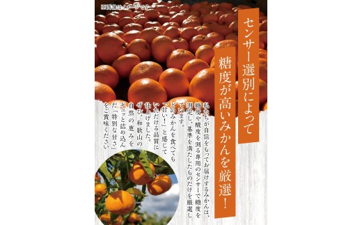  温州みかん 10kg ※2026年12月上旬～12月下旬頃に順次発送予定(お届け日指定不可) / 温州 密柑 JA 糖度 甘い 光センサー ゆらみかん 由良町 ミカン  柑橘 期間限定 和歌山県産【jahd004-r-10】