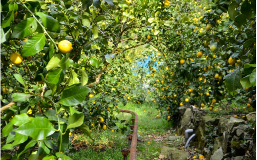 和歌山県産レモン果汁（ストレート・果汁100%）180ml×3本 ※2026年4月下旬～2027年3月中旬頃順次発送 【uttn011】