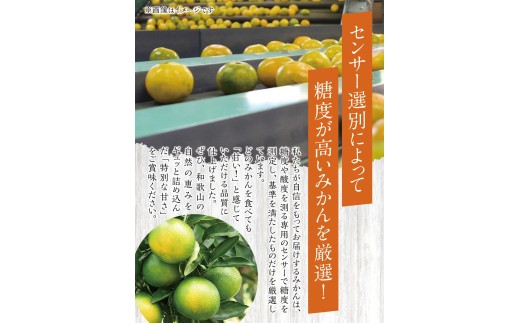 ゆら早生みかん10kg ※2026年10月上旬頃～10月下旬頃に順次発送予定(お届け日指定不可) /  極早生 早生 由良町 和歌山県 柑橘 密柑 完熟 甘い ミカン 光センサー 柑橘 果実 くだもの フルーツ ブ   先行予約【jahd003-r-10】