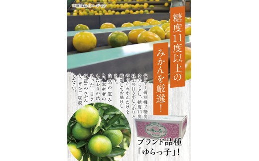 【糖度11度以上!】ゆら早生みかん「ゆらっ子」5kg ※2026年10月上旬～10月下旬頃に順次発送予定(お届け日指定不可) / 極早生 早生 由良町 和歌山県 柑橘 密柑 完熟 甘い ミカン 光センサー 柑橘 果実 くだもの フルーツ ブ JA認定ブランド品 糖度11度  先行予約【jahd003-r-5】
