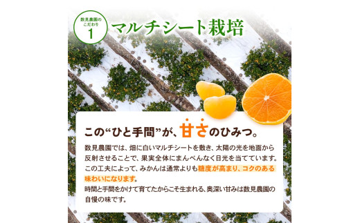 ゆら早生 みかん 5kg / 和歌山県 柑橘 みかん 甘い 蜜柑 フルーツ 果物 くだもの 食品 人気  晩柑 おすすめ 送料無料 産地直送 由良町 ※2026年10月上旬頃～10月下旬頃に順次発送予定【kzmn003-r-5】