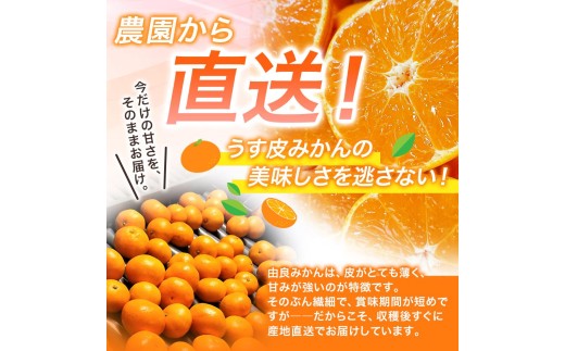 薄皮で濃い甘さ！完熟由良みかん【秀】5kg×1箱（混サイズ）和歌山県由良産※2026年11月下旬頃から12月下旬頃に順次発送予定 / 柑橘 ミカン 蜜柑 甘い 由良町 フルーツ 果物 くだもの 食品 人気 おすすめ 産地直送 由良町【ktym004-p-5】