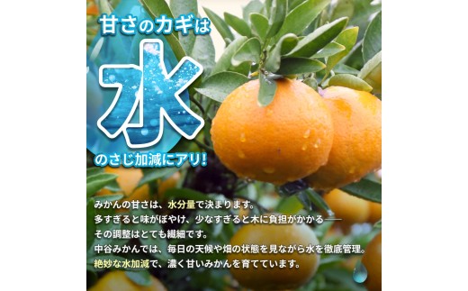 æž©å·ã¿ãã 2kg 2Sïœ2Lãµã€ãºæ··å 11æçºé / æž©å· ãã«ã³ 蟲家çŽéãå®ç 坿 ãã ãã® æå® ææ© æç© ãã«ãŒã åæå±±ç ç±è¯çº äººæ° ãããã ç£å°çŽé â»2026幎11æäžæ¬é ïœ11æäžæ¬é ã«é 次çºéäºå®ãnktn004-r-2-novã