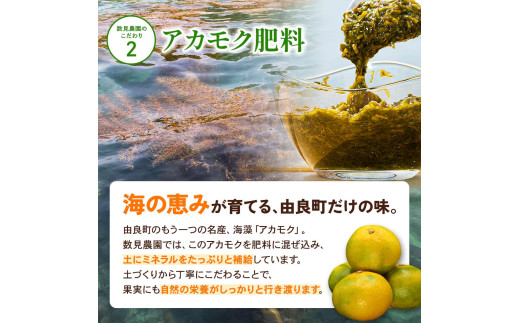 ゆら早生 みかん 5kg / 和歌山県 柑橘 みかん 甘い 蜜柑 フルーツ 果物 くだもの 食品 人気  晩柑 おすすめ 送料無料 産地直送 由良町 ※2026年10月上旬頃～10月下旬頃に順次発送予定【kzmn003-r-5】