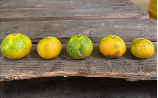 ＼訳あり／ ゆら早生みかん 10kg / みかん ミカン 和歌山県 柑橘 早生 甘い 蜜柑 フルーツ 果物 くだもの 食品  産地直送 由良町 ご家庭用 ゆら早生 早生みかん ※2026年10月上旬～10月下旬頃に順次発送予定【kwgc003-c-10】