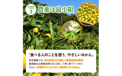 ゆら早生 みかん 5kg / 和歌山県 柑橘 みかん 甘い 蜜柑 フルーツ 果物 くだもの 食品 人気  晩柑 おすすめ 送料無料 産地直送 由良町 ※2026年10月上旬頃～10月下旬頃に順次発送予定【kzmn003-r-5】