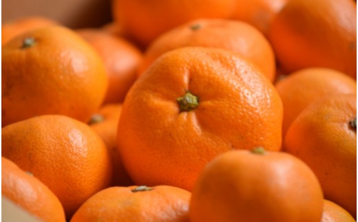 温州みかん 10kg (サイズおまかせ) ※2026年12月中旬～2027年1月下旬に順次発送予定 ※北海道・沖縄・離島配送不可 / ミカン 蜜柑 フルーツ 果物 柑橘 果実 由良町 国産 産地直送 和歌山県 【eiw004-r-10】