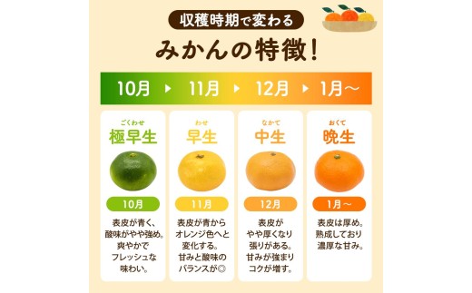 訳あり 温州みかん 10kg (サイズおまかせ) ※2026年12月中旬～2027年1月下旬に順次発送予定 ※北海道・沖縄・離島配送不可 / ミカン 蜜柑 フルーツ 果物 柑橘 果実 由良町 家庭用 国産 産地直送 和歌山県【eiw004-c-10】
