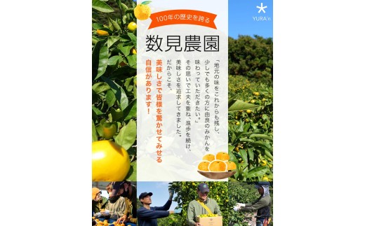 ゆら早生 みかん 5kg / 和歌山県 柑橘 みかん 甘い 蜜柑 フルーツ 果物 くだもの 食品 人気  晩柑 おすすめ 送料無料 産地直送 由良町 ※2026年10月上旬頃～10月下旬頃に順次発送予定【kzmn003-r-5】