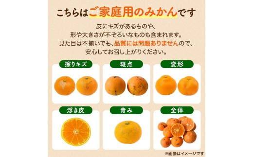 ＼訳あり／ ゆら早生みかん 10kg / みかん ミカン 和歌山県 柑橘 早生 甘い 蜜柑 フルーツ 果物 くだもの 食品  産地直送 由良町 ご家庭用 ゆら早生 早生みかん ※2026年10月上旬～10月下旬頃に順次発送予定【kwgc003-c-10】
