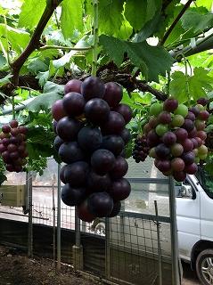 ◆先行予約◆和歌山県産 ピオーネ 2房入り〈秀品〉［2025年8月下旬以降出荷］［MG26］